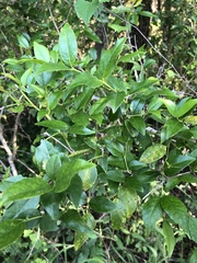 Cassinopsis ilicifolia
