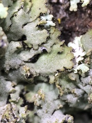 Phaeophyscia hirsuta