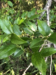 Cassinopsis ilicifolia