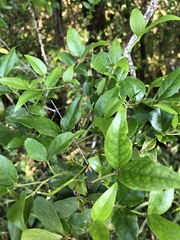 Cassinopsis ilicifolia