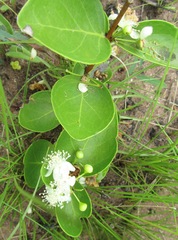 Eugenia albanensis
