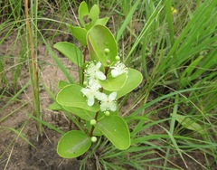 Eugenia albanensis