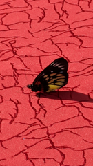 Delias pasithoe