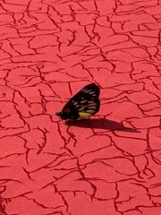 Delias pasithoe