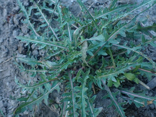 Image of Taraxia breviflora by no rights reserved