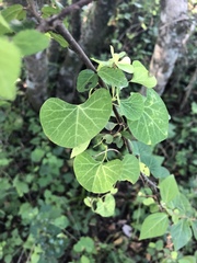 Cissampelos torulosa