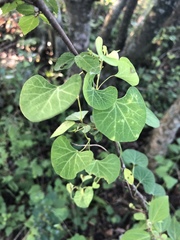 Cissampelos torulosa