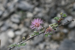 Mimosa emoryana