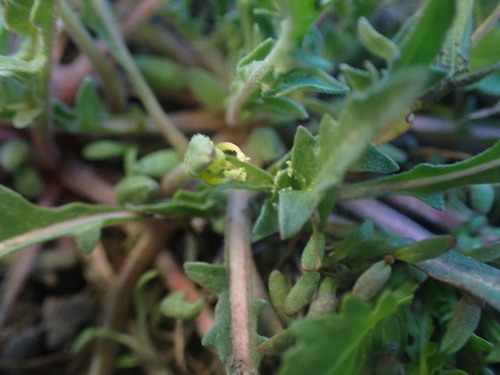 Image of Taraxia breviflora by no rights reserved