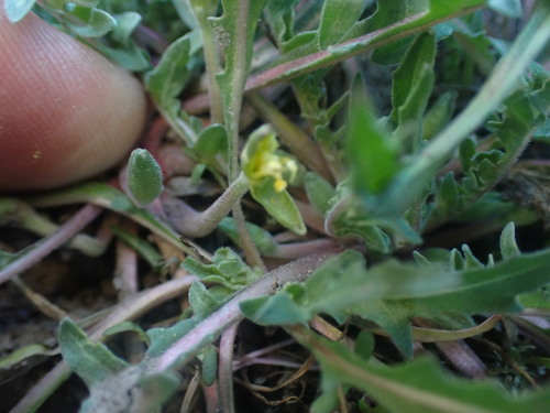 Image of Taraxia breviflora by no rights reserved