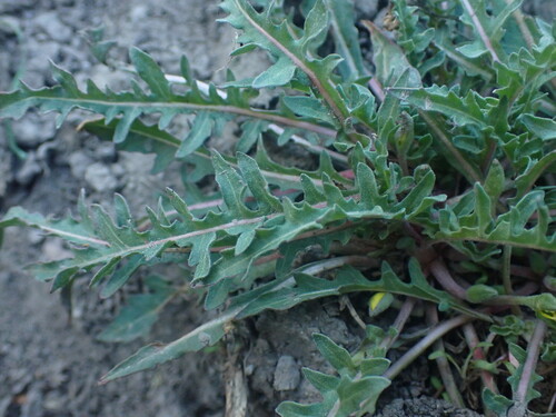 Image of Taraxia breviflora by no rights reserved
