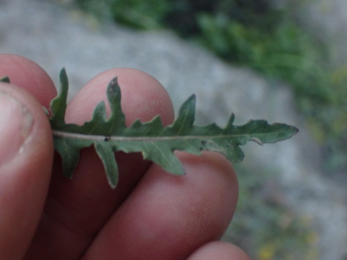 Image of Taraxia breviflora by no rights reserved