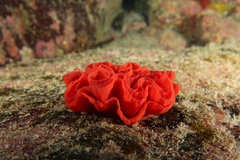 Hexabranchus