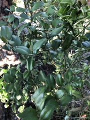 Carissa bispinosa zambesiensis