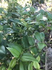 Carissa bispinosa zambesiensis