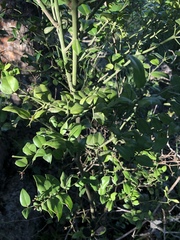 Carissa bispinosa zambesiensis