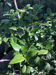Carissa bispinosa zambesiensis