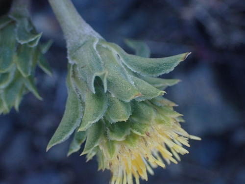 Image of Pyrrocoma carthamoides by no rights reserved