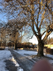 Fraxinus excelsior
