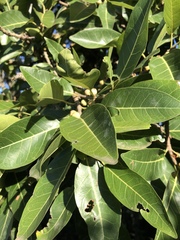 Ficus ingens