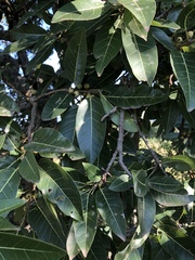 Ficus ingens