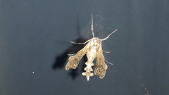 Terastia africana