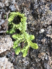 Selaginella eclipes