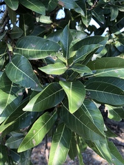 Ficus ingens