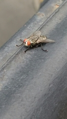 Sarcophagidae