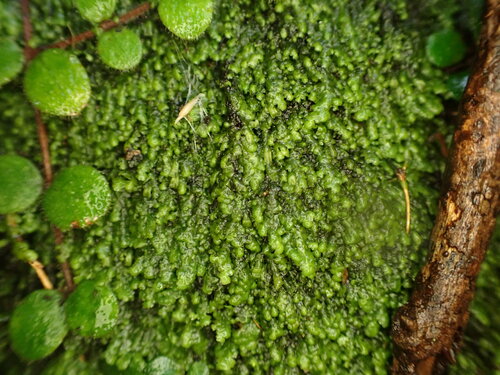 Radula strangulata