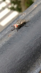 Sarcophagidae