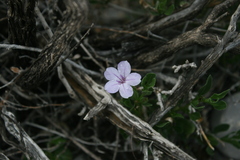 Ruellia parryi