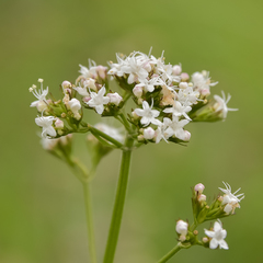 Valeriana capensis capensis