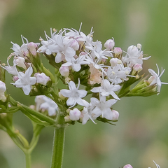 Valeriana capensis capensis