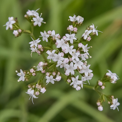 Valeriana capensis capensis
