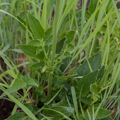 Valeriana capensis capensis
