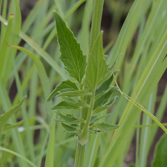 Valeriana capensis capensis