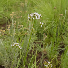 Valeriana capensis capensis