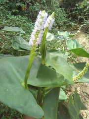 Pontederia sagittata