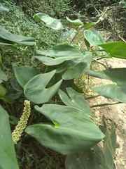 Pontederia sagittata