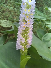 Pontederia sagittata
