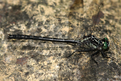 Stenogomphurus rogersi