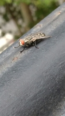 Sarcophagidae