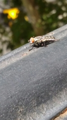 Sarcophagidae
