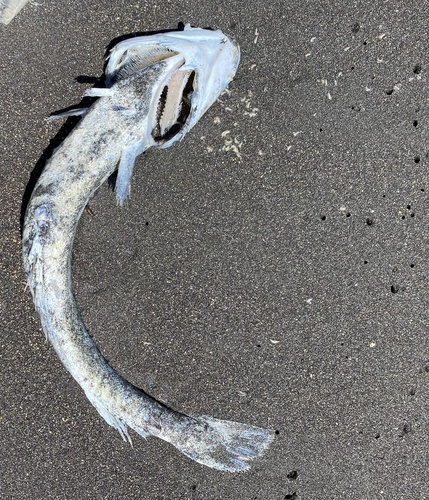 Saffron cod (Eleginus gracilis) — Gadidae