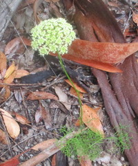 Nanobubon capillaceum
