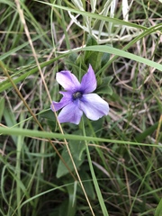 Barleria ovata