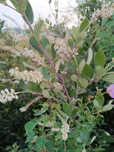 Clethra tomentosa (Clethra tomentosa)
