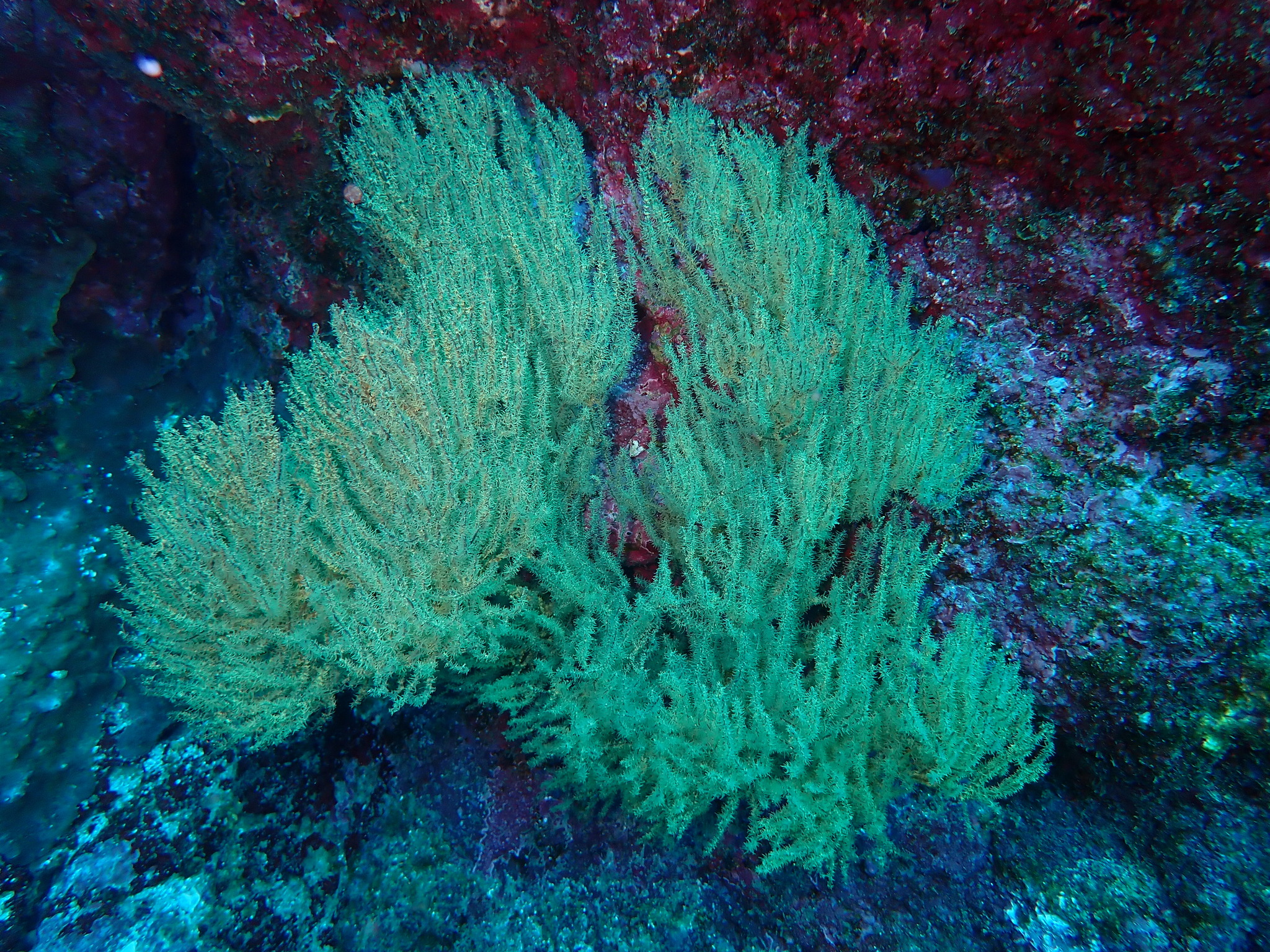 Antipathes galapagensis Deichmann, 1941