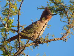 Pseudoseisura lophotes